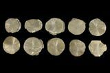 Lot: Pyrite Suns From Illinois - Pieces #92535-1